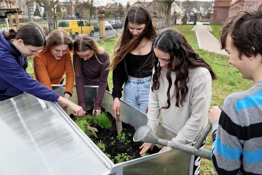 Schüler aus Frankreich zu Gast in Rochlitz - Am Hochbeet, das durch die AG schon vorbereitet wurde, pflanzten die Schüler vorgezogene Kräuter ein.