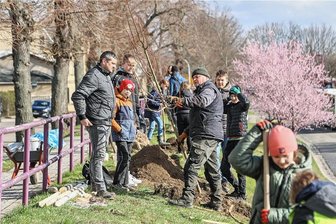 Schüler pflanzen Bäume: Braucht Burgstädt mehr Grünpflanzen? - Schüler des Gymnasiums Burgstädt pflanzten am Dienstag fünf Linden an der Goethestraße am Bahnhof.