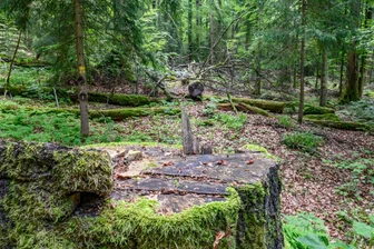 Schulungsveranstaltungen für private Waldbesitzer im Erzgebirge - Die Schulungen für private Waldbesitzer finden am 13. und 20. September im Forstrevier Rauenstein statt.