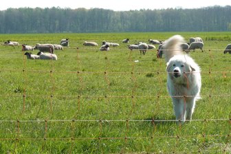 Schutz vor Wolfsübergriffen: Experten geben bei Seminar im Erzgebirge Wissen an Schaf- und Ziegenhalter weiter - Der Einsatz von Herdenschutzhunden ist eine Möglichkeit, Nutztiere vor Wolfsübergriffen zu schützen.