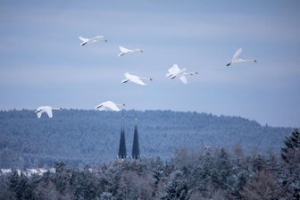 Schwäne derzeit in großen Gruppen unterwegs -