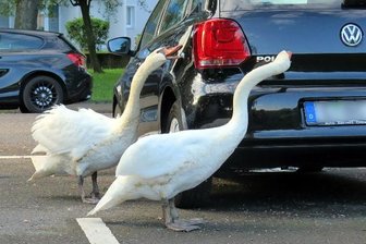 Schwäne gehen auf Autos los -