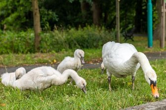 Schwäne gehen auf Exkursion -