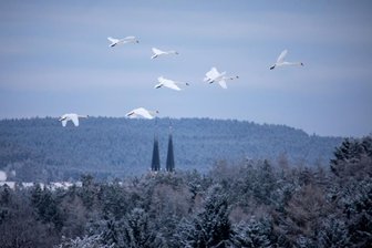 Schwäne im Umfeld der Talsperre Pirk derzeit in großen Gruppen unterwegs - Ungewöhnlich große Gruppen von Schwänen sind derzeit unter anderem an und im Umfeld der Talsperre Pirk zu sehen. Beobachtungen von mehr als 40 Tieren an einer Stelle sind dabei keine Seltenheit.
