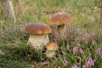 Schwamme-Saison in Westsachsen: Welche Sammel-Tipps hiesige Pilzberater geben - Steinpilze wie aus dem Bilderbuch sind derzeit auch im Werdauer Wald zu finden. Die Pilzsaison nimmt jetzt noch einmal Fahrt auf. Darüber sind sich die hiesigen Experten einig.