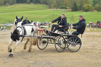 Schwammetag, Kutschenkurso, Jazzpolka: Vogtland-Tipps fürs Wochenende - Am Samstag steigt die 13. Herbstwanderung „Durchs Zwotaer Land“, zusammen mit Kutschenkorso und Hindernisfahren. Voriges Jahr gehörte Curley-Sue Pöllmann aus Gopplasgrün mit Beifahrer Dennis Herold und Loraine zu den Teilnehmern.