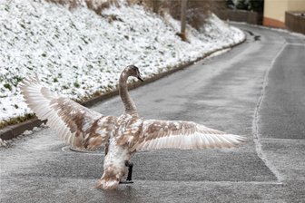 Schwan macht den Verkehr unsicher: Tierschützer aus Bad Elster bringen Jungtier in Sicherheit - Der stattliche Jungschwan auf der Straße zwischen Schloditz und Stöckigt.