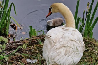 Schwanen-Tourismus im Vogtland ufert aus: Warum die Behörden jetzt handeln - Die Schwanen-Mutter und ihr Küken auf dem Rodewischer Gondelteich werden seit einigen Tagen von sehr vielen Menschen besucht. Tierschützer wollen den Schwanen-Tourismus stoppen.