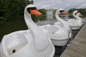 Schwanenteich, Dom, Rathaus: Was Zwickauer in ihrer Stadt verändern wollen - Mit einer ganzen Reihe von Ideen wollen die Zwickauer den Schwanenteichpark umgestalten.