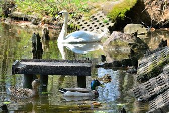 Schwanenteich: Ufer wird neu gestaltet -