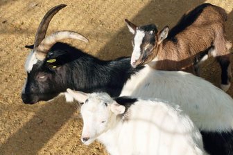 Schwanenteichpark in Zwickau: Zwei Jungziegen wohlauf – Bock gestorben - Die Mutterziege und ihr Nachwuchs sind wohlauf.