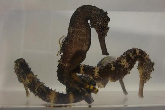 Schwangere Männchen und keine Zähne: Warum Seepferdchen eigen sind - Das gesamte Erbgut des Tigerschwanzseepferdchens (Hippocampus comes) ist von Forschern sequenziert und analysiert worden.