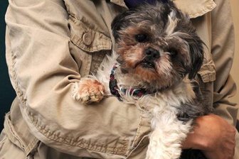 Schwarzbach: Hunde aus Zwinger gestohlen - Polizei sucht Zeugen - Zwei Hunde der Rasse Shih Tzu sind in Schwarzbach geklaut worden.