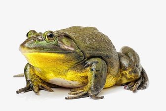 Schwarze Liste - Der Ochsenfrosch. 