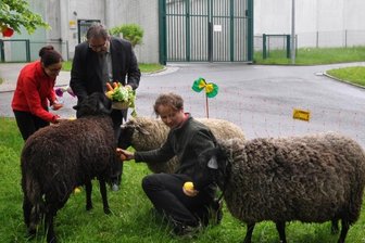 Schwarze Schafe im Maßregelvollzug - Vor den Toren des Maßregelvollzugs gab es am Mittwoch zum Start der tiergestützten Therapie für Frieda, Paul und Paula Leckereien von Chefärztin Sylvia Beyerlein und Verwaltungsdirektor Lothar Bischof. Tiertherapeut Stefan Barth half beim Füttern. Die Tiere sind eine Kreuzung aus den Rassen Schwarzkopf Fleischschaf und Coburger Fuchs. Seit Montag sind sie in der Forensischen Klinik in Rodewisch im Einsatz.
