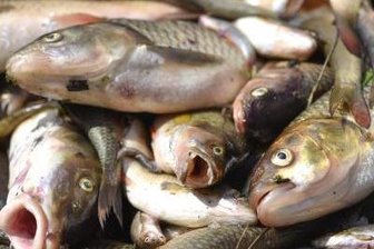 Schwarzenberg: Polizei ermittelt nach Fischsterben - 