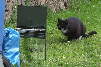 Schwarzenberg verzichtet auf Erlass einer Katzenschutzverordnung - Mit solchen Katzenfallen kann man versuchen, Streuner oder Freigänger einzufangen, um die Tiere zu kontrollieren und gegebenenfalls zu kastrieren und zu kennzeichnen. Doch die Katzen sind meist misstrauisch.