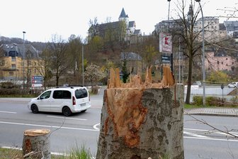 Schwarzenberg: Wüster Anblick nach Baumfällungen - Die höheren Stümpfe sollen Teil eines Kunstprojekts werden.