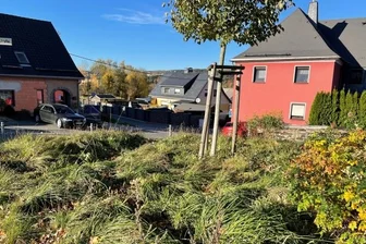 Schwarzenberger beklagen: "Es sieht wüst aus in der Stadt" - Auch die Grünfläche auf dem Brückenberg, wo eine neue Linde gepflanzt wurde, ist weder als Rasen noch als Blühwiese definierbar.