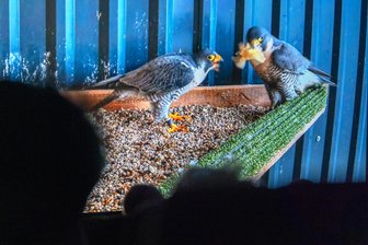 „Schwarzmilan, Steinkauz und Co.“ – neue Falknerei-Filmdoku begeistert im Plauener Kino - Den Alltag eines Falkenpaars wollten viele Zuschauer erleben – die Greifvögel vorm Balzen.