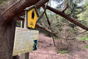 Schwedenfichte bei Obercrinitz stirbt: Haben Geocacher das Naturdenkmal auf dem Gewissen? - Das Naturdenkmal Schwedenfichte liegt an einem Wanderweg zwischen Zwickauer Land und Vogtland. Die Vogtlandgemeinde Steinberg hat deshalb eine Infotafel an dem Baum angebracht, obwohl der auf einem privaten Waldstück in Obercrinitz, Landkreis Zwickau, steht. Derzeit ist unklar, ob der Baum den Borkenkäferbefall übersteht.