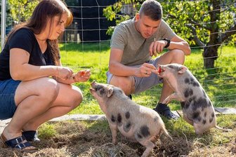 Schwein gehabt: Paar aus Pfaffengrün bekommt besonderes Hochzeitsgeschenk - Melanie und Florian Butz haben längst das Vertrauen der Ferkel errungen - nur hochnehmen lassen sich die Ferkel nicht.