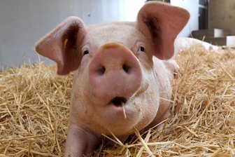 Schwein gehabt: Tierischer Besuch statt Einbrecher -