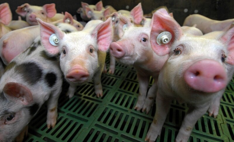 Schweinefleisch könnte bald teurer werden - 
              <p class="artikelinhalt">Die Mast der Ferkel ist zurzeit teurer als der Verkauf der Tiere. Verluste werden eingefahren.</p>
            