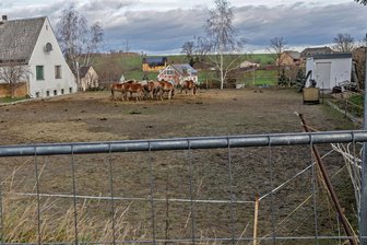 Schwere Vorwürfe gegen Pferdezüchter aus Mittelsachsen: Werden die Veterinärämter nun aktiv? - Gegen einen Pferdezüchter aus Mittelsachsen sind schwere Vorwürfe erhoben worden. Die Pferde stehen mittlerweile in Limbach-Oberfrohna.