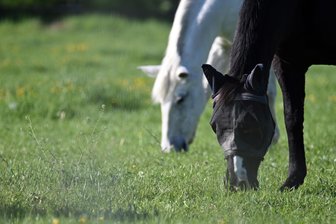 Schwere Vorwürfe gegen Pferdezüchterin in Hartha: Behörden prüfen Hof auf Missstände - So gut wie auf diesem Foto soll es Pferden einer Züchterin aus Hartha nicht gehen. Der Züchterin werden gravierende Missstände bei der Haltung vorgeworfen.
