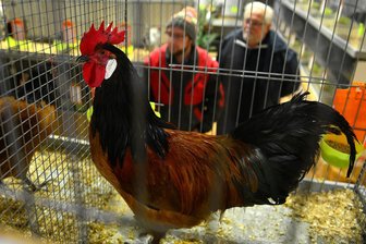 Schwere Zeiten für Geflügelzüchter: Wo kräht noch der Hahn? - Das Ausstellungsverbot im Landkreis ist aufgehoben: Am Wochenende ist nun in Langenstriegis Rassegeflügel zu sehen, hier im Bild ein Vorwerk-Hahn.
