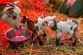 Schwerer Start ins Leben: Warum im Auer Zoo der Minis ein Klo zum Ziegenstall wurde - Zwei kleine Ziegen sind im Zoo der Minis geboren worden. Gerda (rechts) war schwach und unterkühlt am Morgen nach der Geburt. Ihr Bruder Kai war größer und kräftiger. Mit Mutter Frosty kamen beide erst einmal in ein Notquartier.