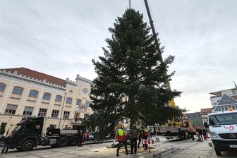 Schweres Gerät, Augenmaß und Millimeterarbeit: Wie der Zwickauer Weihnachtsbaum aufgestellt wurde - 14.50 Uhr: Er steht. Rund anderthalb Stunden dauerte es von der Ankunft des Baum-Transporters bis zum Verkeilen der aufgestellten Tanne auf dem Zwickauer Hauptmarkt.