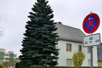 Schwertransporte der besonderen Art - Der Weihnachtsbaum für den Mittweidaer Markt steht noch an der Schillerstraße. Am Montag wird er gefällt. 