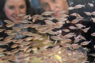 Schwimmende Schätze in Taura -