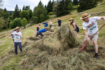 Schwitzen für die Bergwiesen im Erzgebirge: Junge Leute schwingen zwei Wochen Heugabel und Rechen - Bergwiesenmahd im Zechengrund in Oberwiesenthal ist vor allem schweißtreibende Handarbeit. Dazu kommt: Die Hänge weisen teilweise Steigungen bis zu 20 Prozent aus.