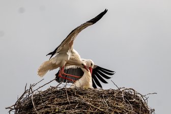 Sechs gegen zwei: Störche attackieren nistendes Vogelpaar in Weischlitz – Vogtländerin filmt den Angriff - Die Angriffe junger Artgenossen konnte das Weischlitzer Storchenpaar abwehren.