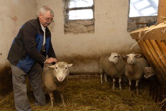 Sechs gerissene Schafe im Erzgebirge: Untersuchungen erfordern weiteren Schritt - Christian Loos hat an einem Morgen Mitte November fünf seiner Schafe getötet aufgefunden. Diese drei Schafe standen auf einer anderen Weide, haben überlebt. Seit einigen Wochen sind sie im Stall.