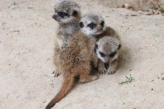 Sechs Jungtiere bei den Erdmännchen im Tierpark Chemnitz -