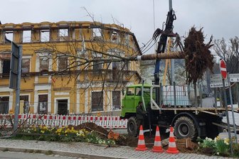 Sechs Meter hohe Platane bekommt einen neuen Standort -