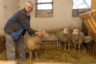Sechs Schafe in einer Stadt im Erzgebirge gerissen: Streift ein Wolf durch das Gebiet? - Christian Loos hat an einem Morgen Mitte November fünf seiner Schafe getötet aufgefunden. Diese drei Schafe standen auf einer anderen Weide, haben überlebt. Mittlerweile sind sie im Stall.