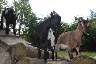 Sechs Ziegen erkunden und erobern ihr neues Revier - 