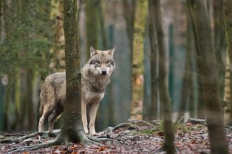 Seelitz: Frau überfährt Wolf -