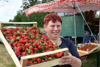 Seelitzer Erdbeeren sind reif - Saison-Start für Selbstpflücker steht fest - Auf den Erdbeerfeldern des Obstguts Seelitz haben Ernte und Verkauf der süßen Früchte begonnen. Mitarbeiterin Sabine Träger wartet am Feld bei Spernsdorf auf Kundschaft. 