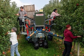 Seelitzer Obstgut: Hälfte der Äpfel ist gepflückt - Bei der Apfelernte der Obstgutgenossenschaft Seelitz wird derzeit eine Erntehilfe getestet. 