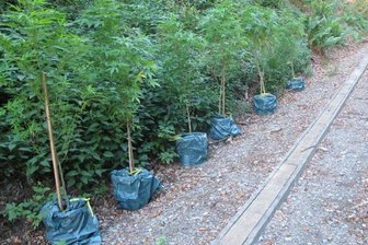 Sehma: Spaziergänger finden Cannabis-Pflanzen -