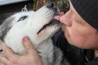 Seiffen: Schlittenhunde können nicht starten - 