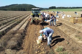 Selbsternte in Burkersdorf: Auf die Kartoffel, fertig, los! - Kartoffeln lesen: Das kann man am freitag und Samstagvormitag auf einem Feld in Burkersdorf machen.