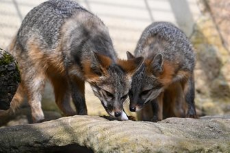 Selten in Europa: Drei junge Graufüchse im Amerika-Tierpark Limbach-Oberfrohna angekommen - Die Neuzugänge im Amerika-Tierpark Limbach-Oberfrohna: zwei von drei Graufüchsen.