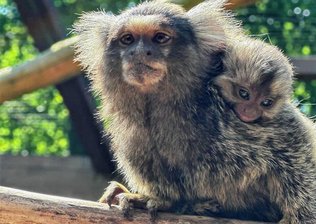 Seltene Aufzucht von Drillingen bei Äffchen im Auer Zoo der Minis - Ein Alttier der Weißbüscheläffchen trägt ein Junges von den Drillingen auf seinem Rücken.